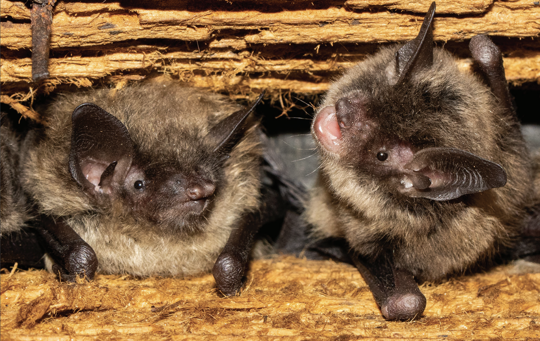 MassWildlife bats.png